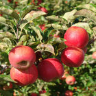 Villiersdorp is renowned for its Apples Villiersdorp is renowned for its Apples
